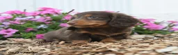 Miniature Dachshund dogs for sale: Ronald - Ad 4