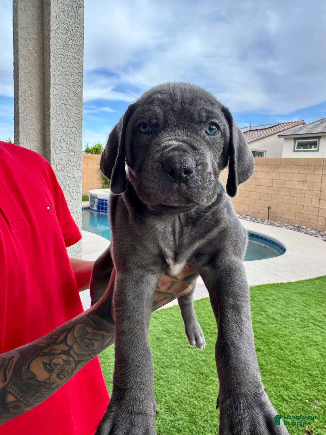 Mixed Breed dogs for sale: Mixed Breed Puppy 5 (neon green) - Ad 2