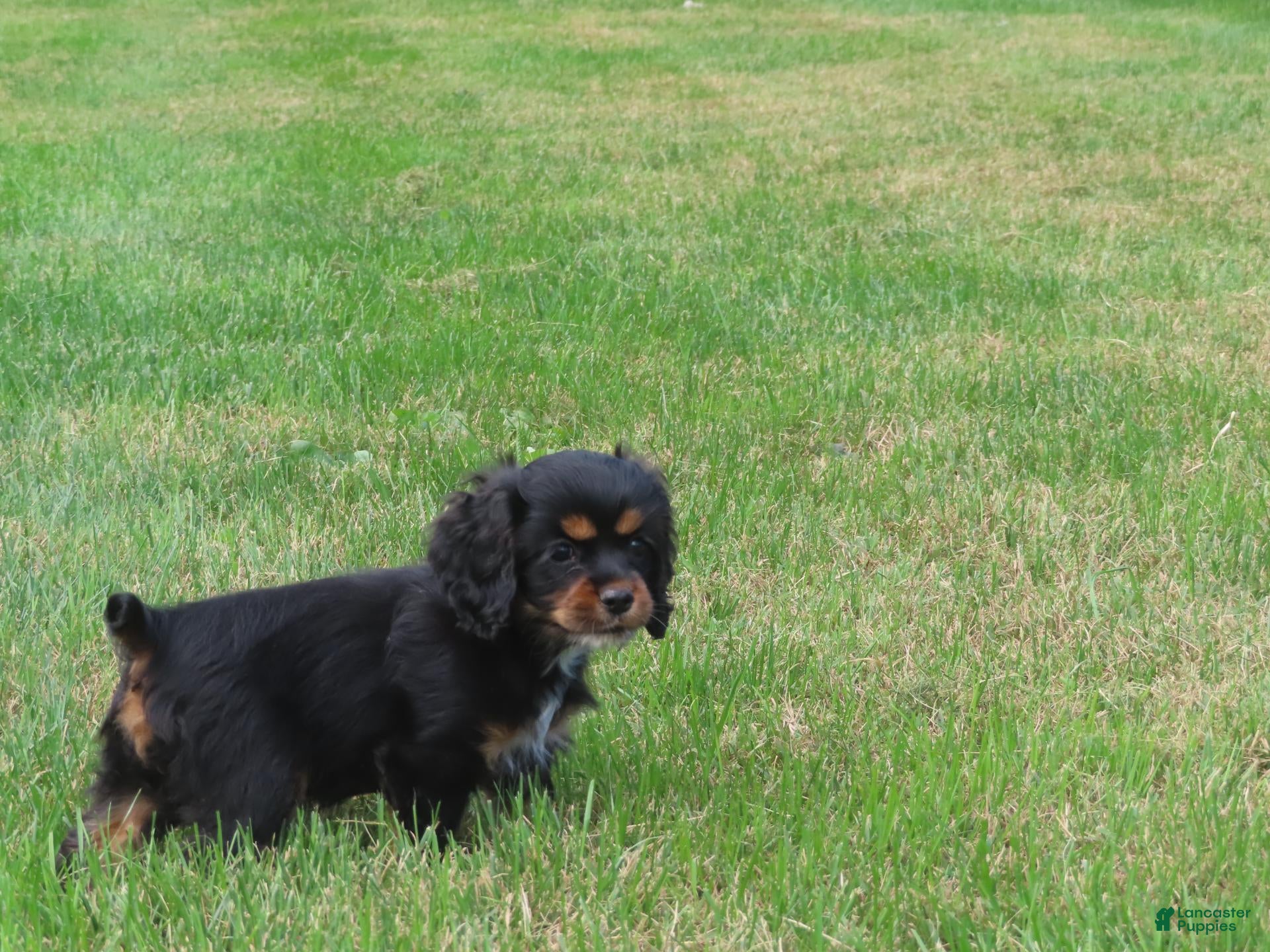 Cocker Spaniel dogs Coffee - Ad 2