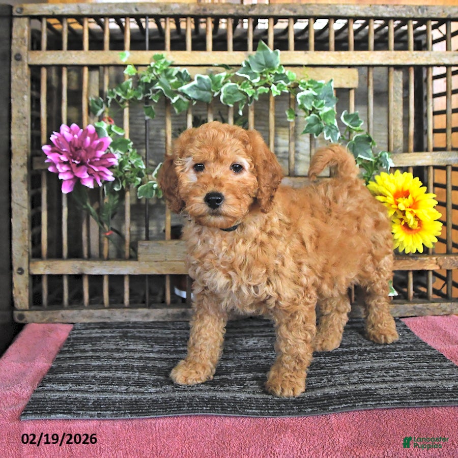 Mini Goldendoodle dogs Sport - Ad 2