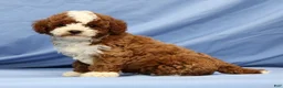 Cavapoo dogs for sale: Easton - Ad 4