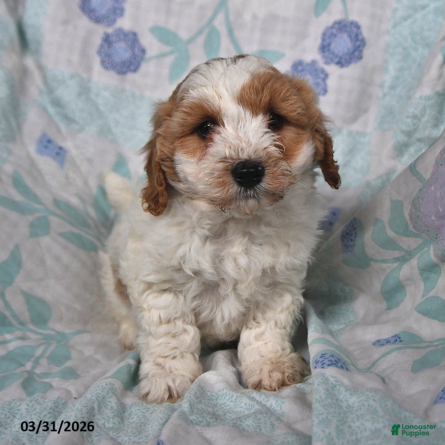 Cavapoo dogs Peanut  - Ad 2