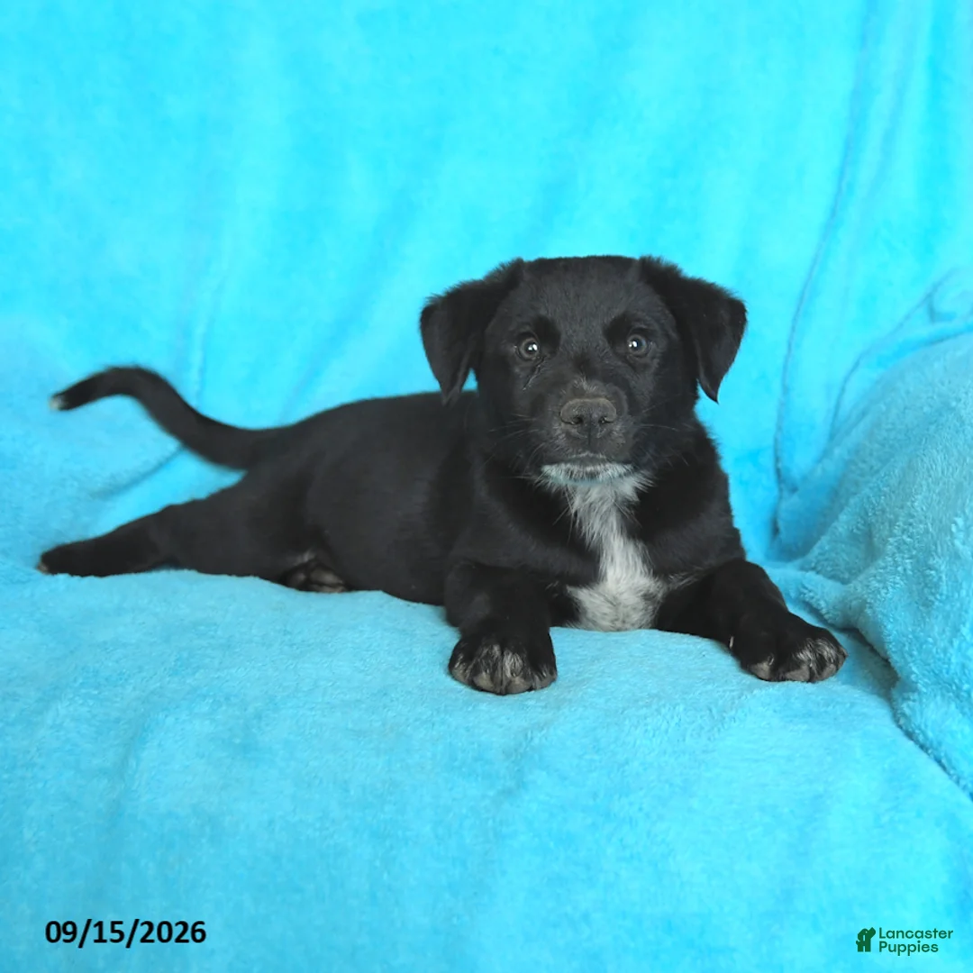 Mixed Breed dogs for sale: Tinker - Ad 3