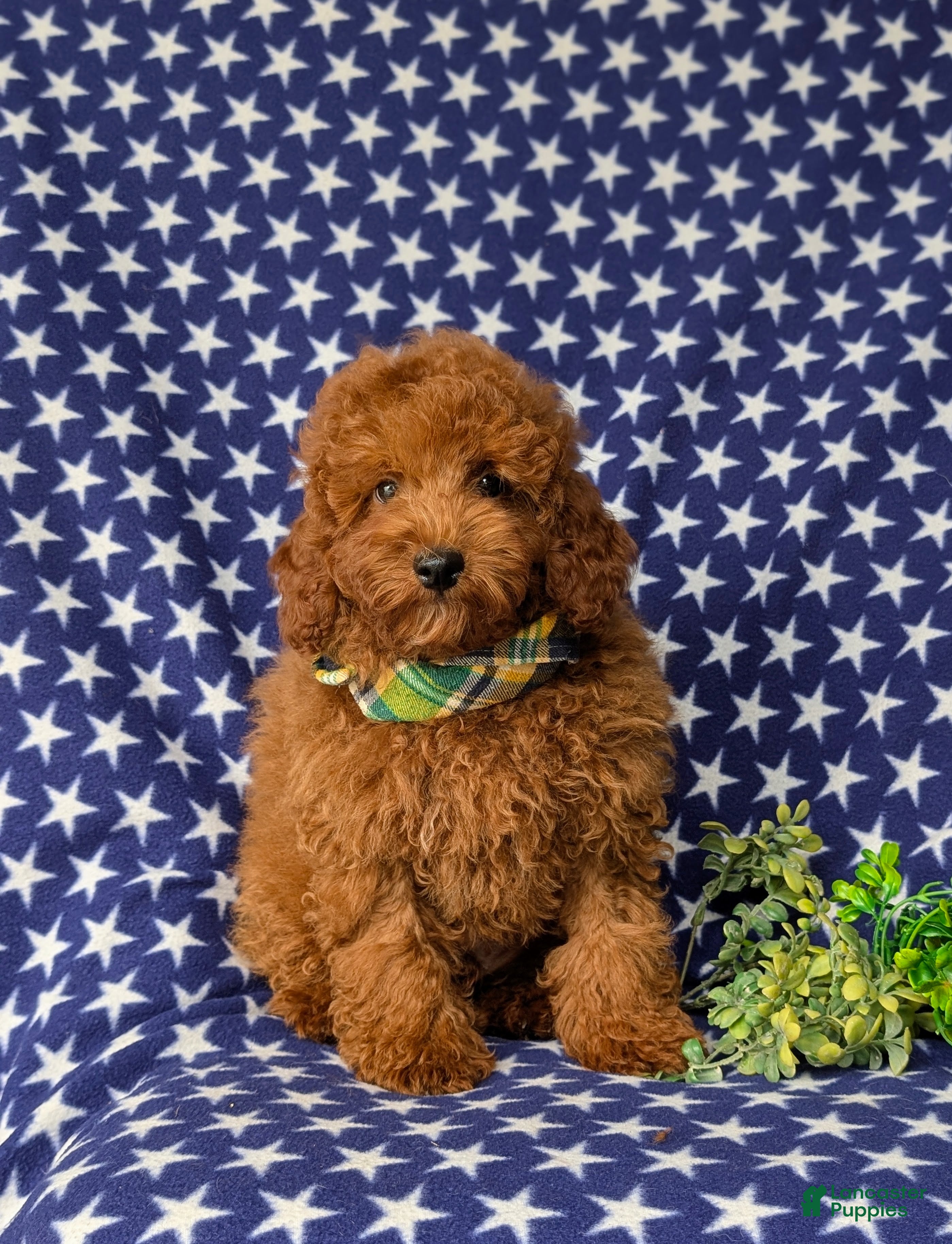 Miniature Poodle dogs Reilly - Ad 2