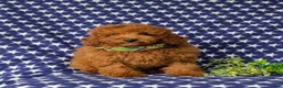 Miniature Poodle dogs for sale: Reilly - Ad 2