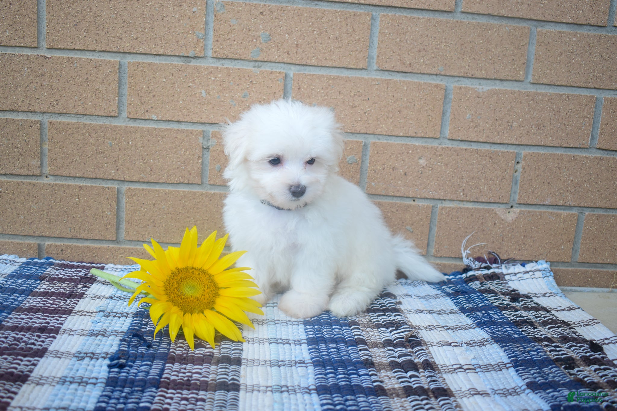 Maltese dogs Ryan 🩵 - Ad 1