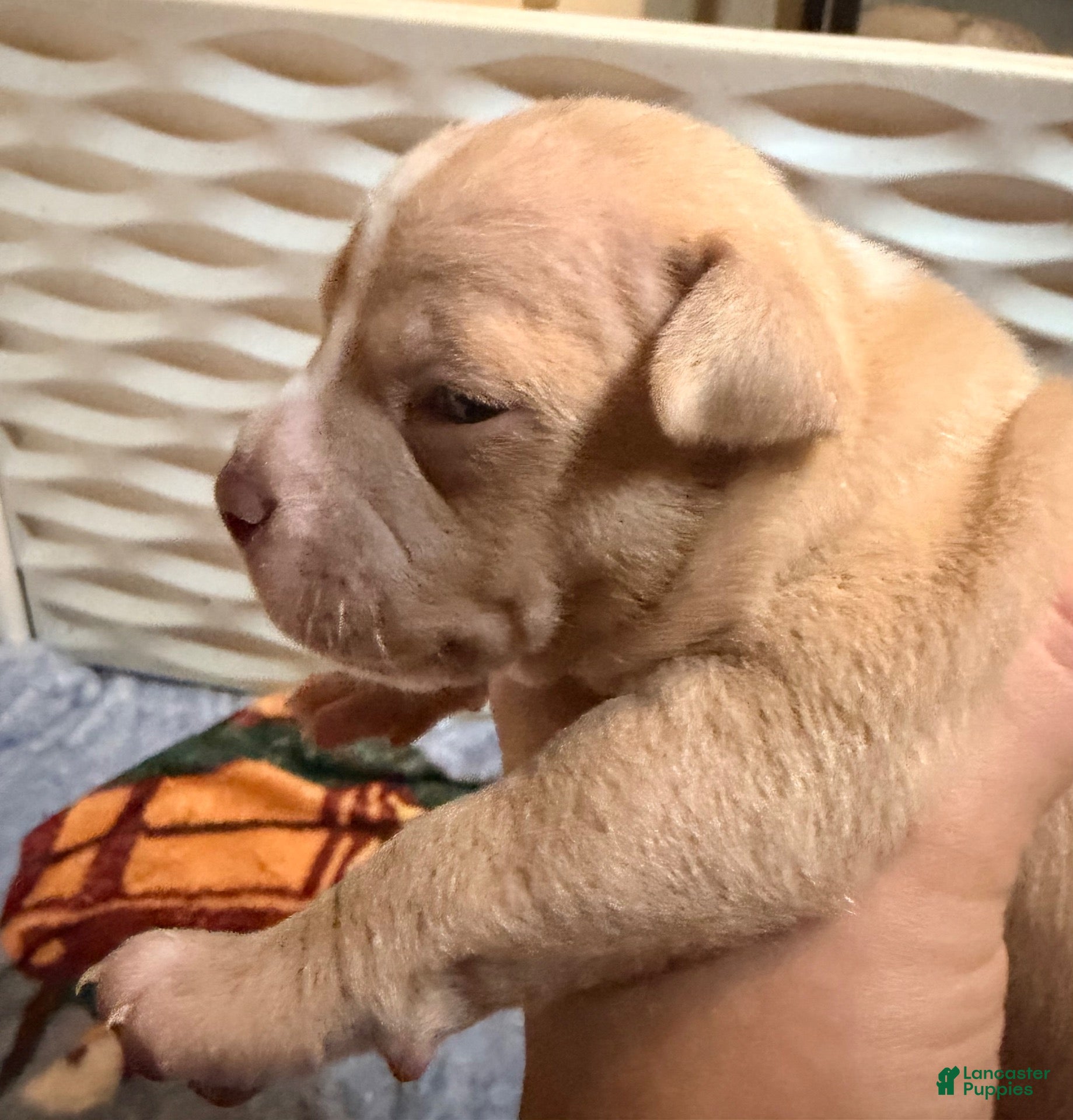 American Bully dogs for sale: Fawn Female 1 - Ad 1