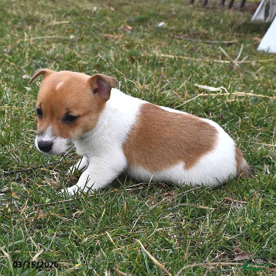 Jack Russell Terrier dogs Mocha - Ad 2