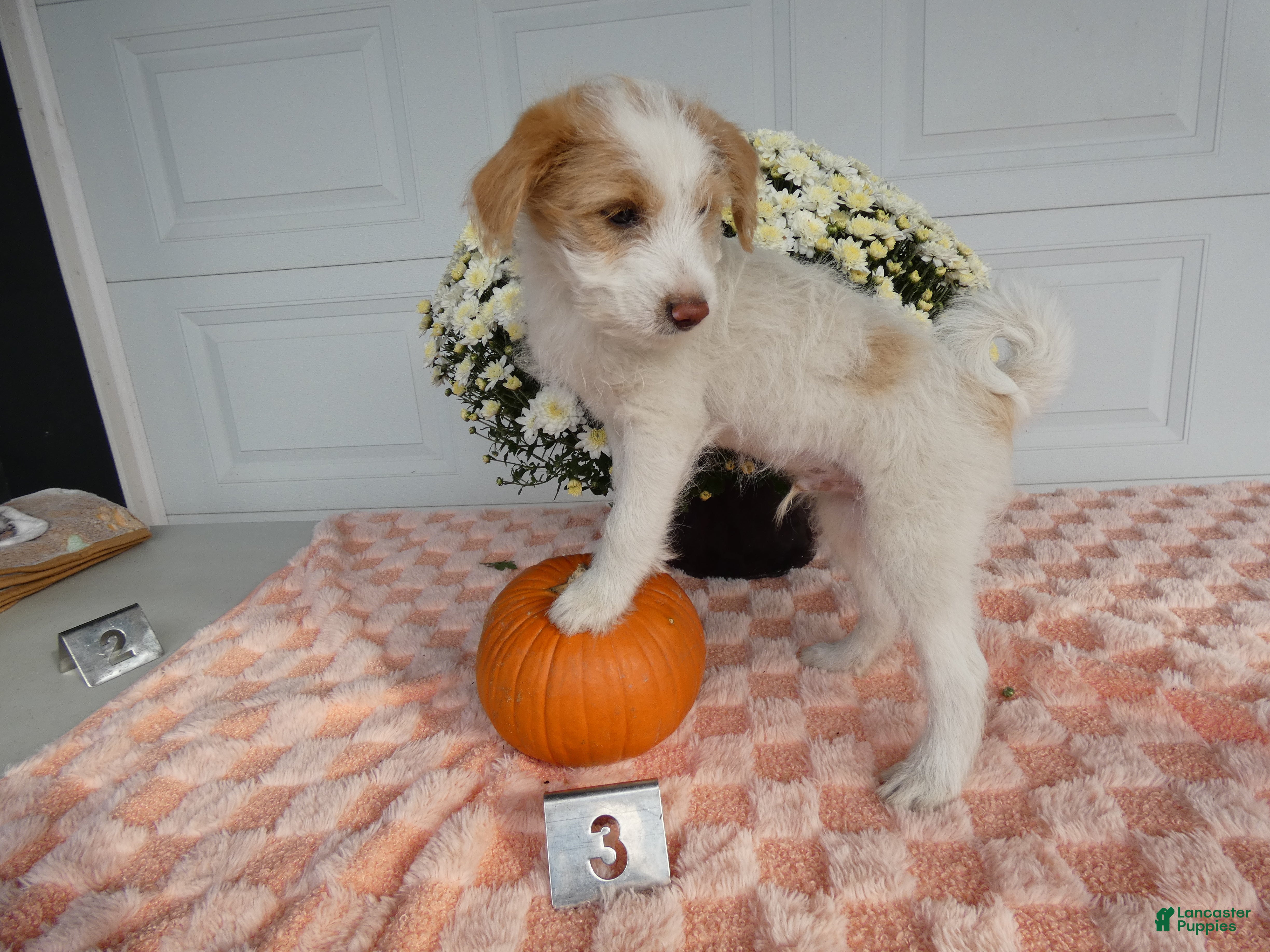 Mixed Breed dogs Mixed Breed 3 Macy - Ad 5