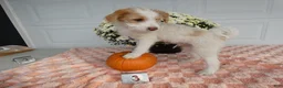 Mixed Breed dogs for sale: Mixed Breed 3 Macy - Ad 1