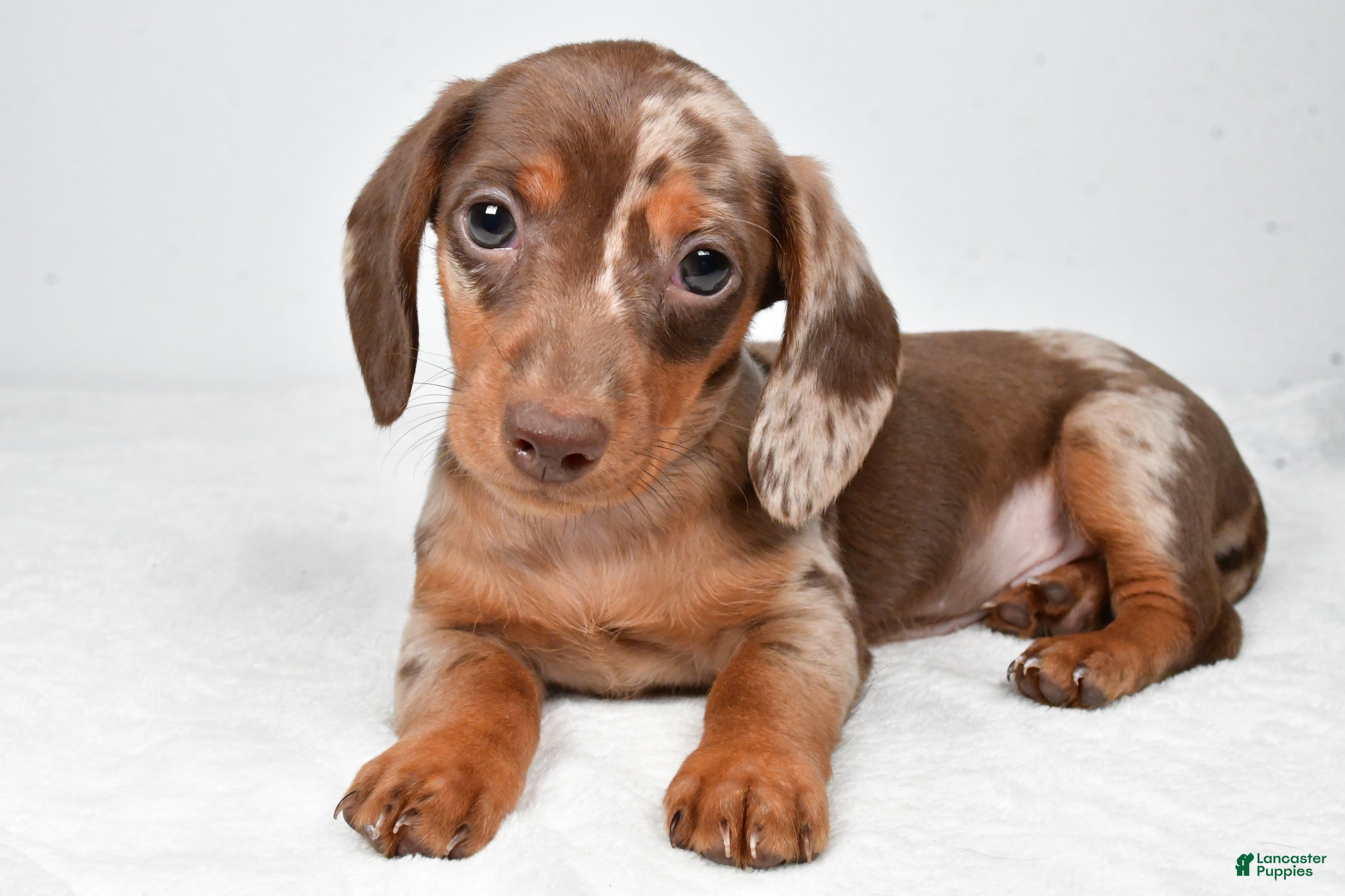Miniature Dachshund dogs Maple - Ad 2