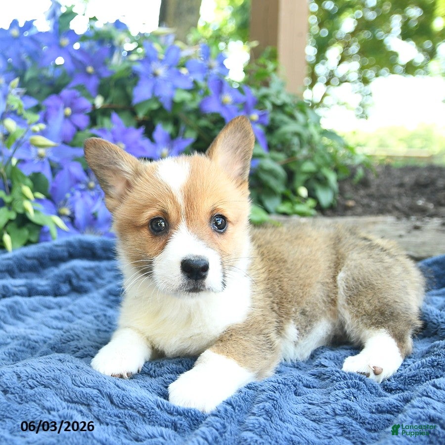 Welsh Corgi Pembroke dogs for sale: Pixie  - Ad 4