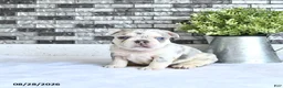 French Bulldog dogs for sale: Rielle - Ad 4