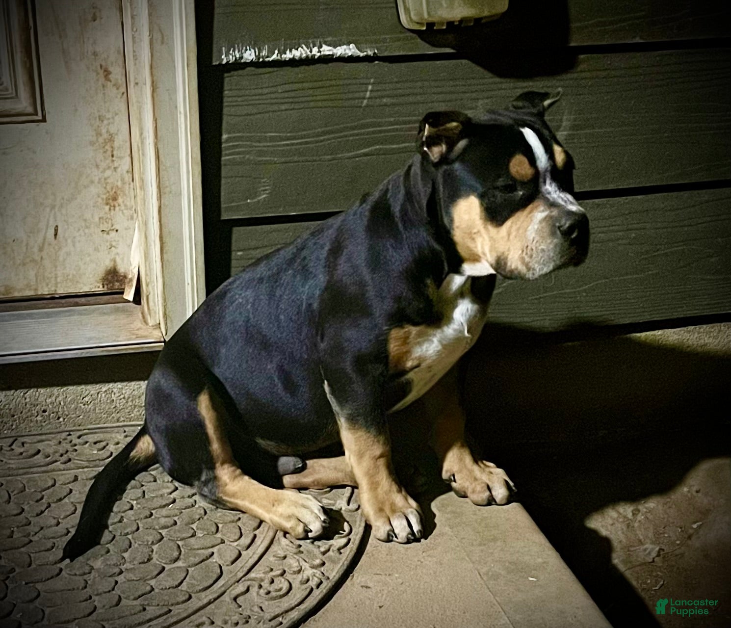 American Bully dogs American Bully Puppy 1 - Ad 2