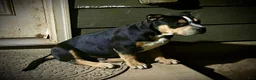 American Bully dogs for sale: American Bully Puppy 1 - Ad 2