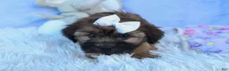 Shorkie dogs for sale: SALLY - Ad 2