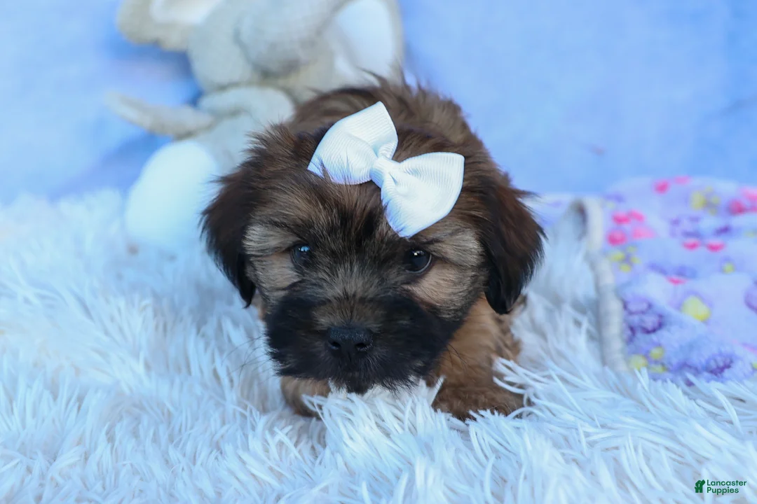 Shorkie dogs for sale: SALLY - Ad 2