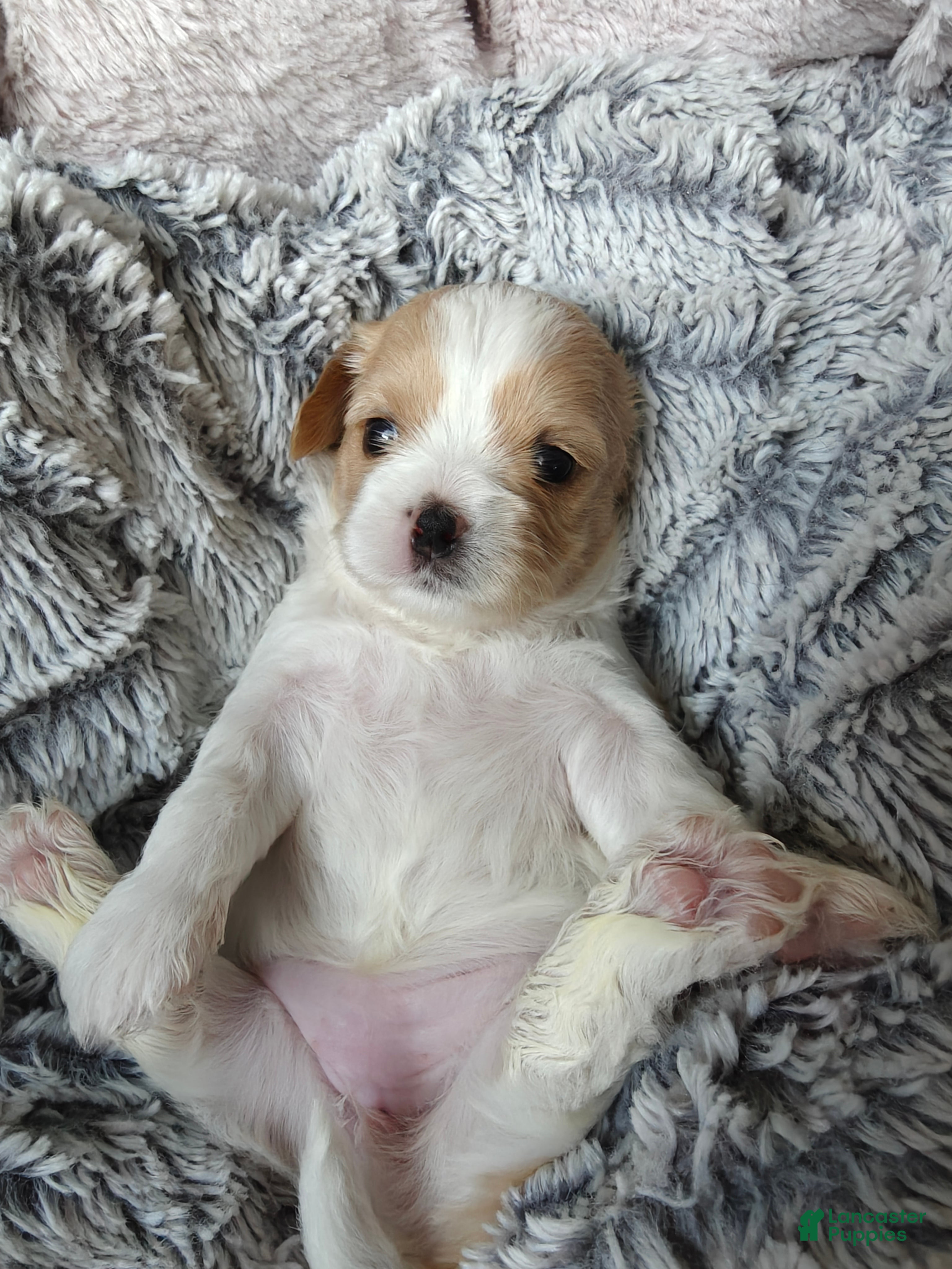 Mixed Breed dogs for sale: Oatmeal - Ad 2