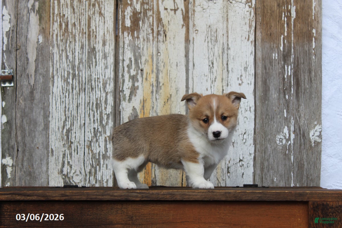 Welsh Corgi Pembroke dogs Mindy - Ad 2