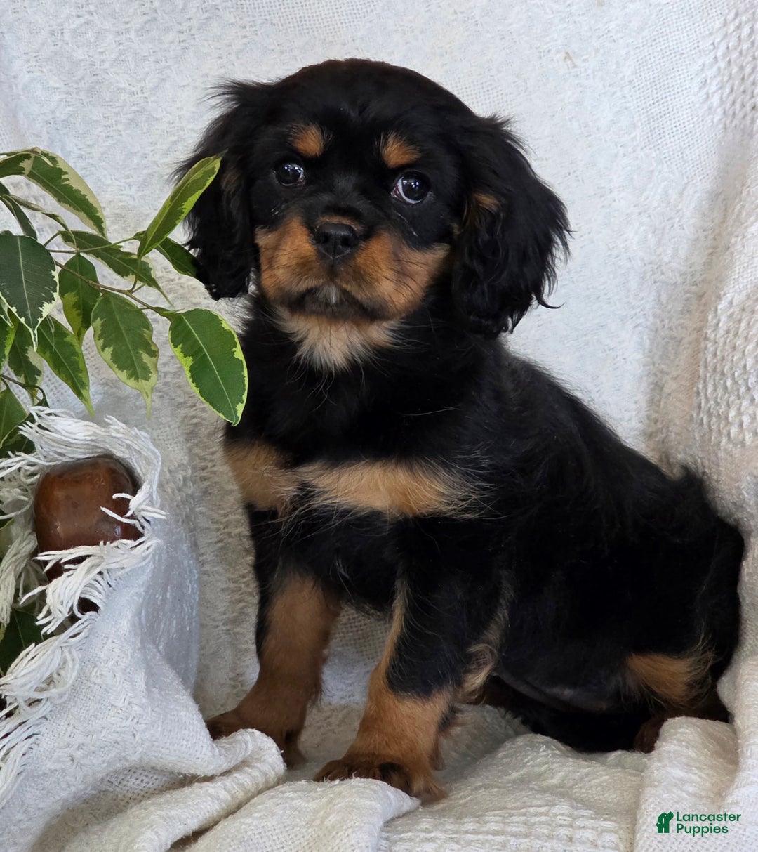 Cavalier King Charles Spaniel dogs for sale: Jingle - Ad 1