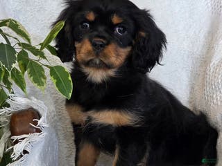 Cavalier King Charles Spaniel dogs Jingle - Ad 27
