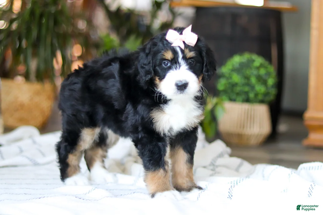 Bernedoodle dogs for sale: Paddie - Ad 3