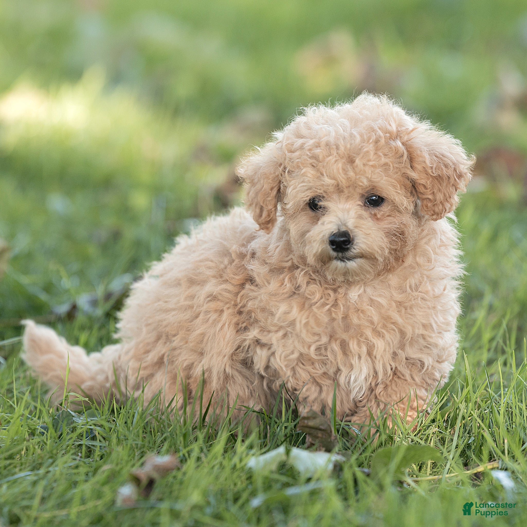Maltipoo dogs Minnie Maltipoo  - Ad 1