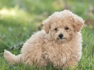 Maltipoo dogs Minnie Maltipoo - Ad 1