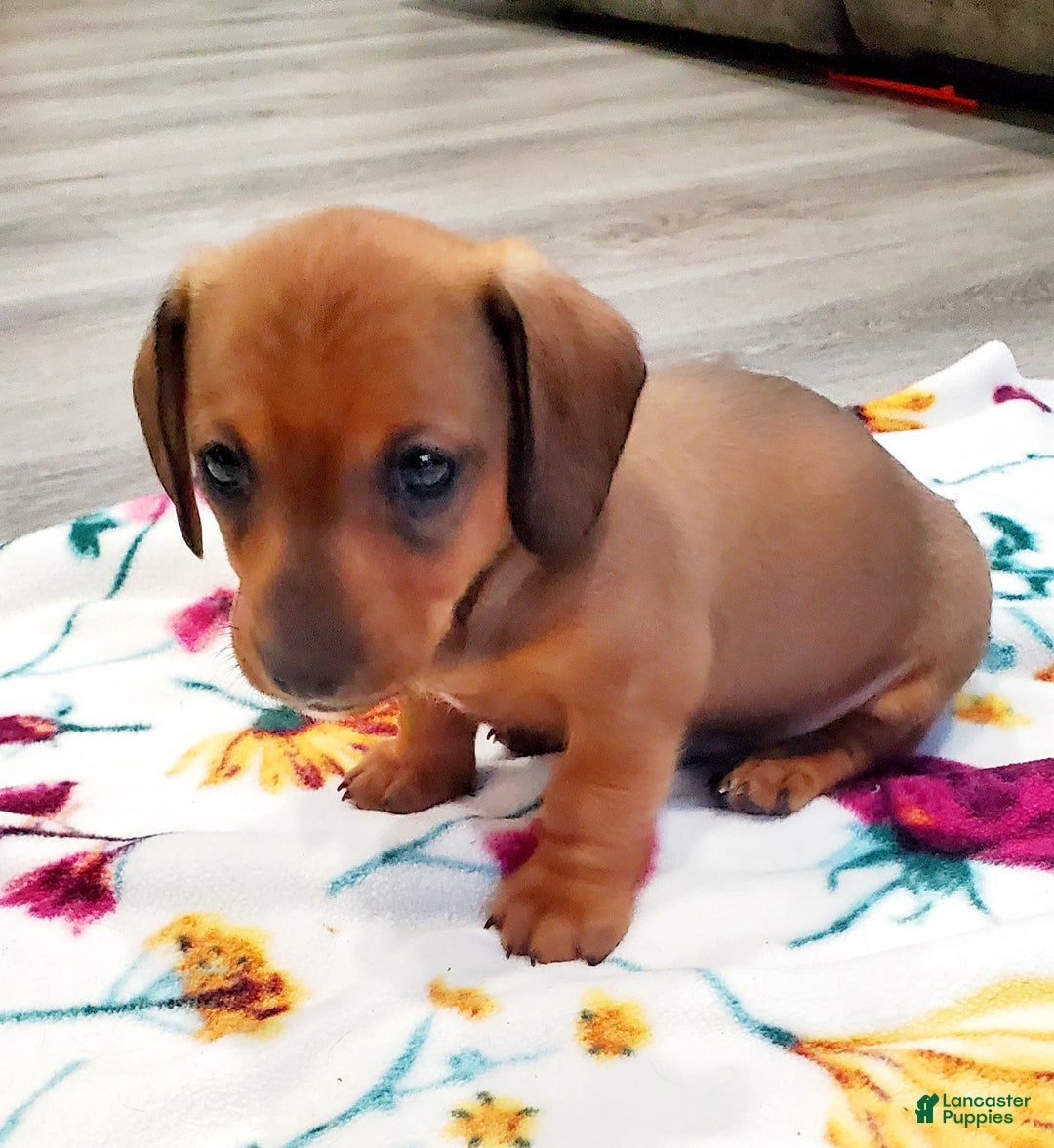 Miniature Dachshund dogs for sale: Tippy - Ad 2