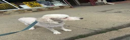 Standard Poodle dogs for sale: Standard Poodle Male  - Ad 2