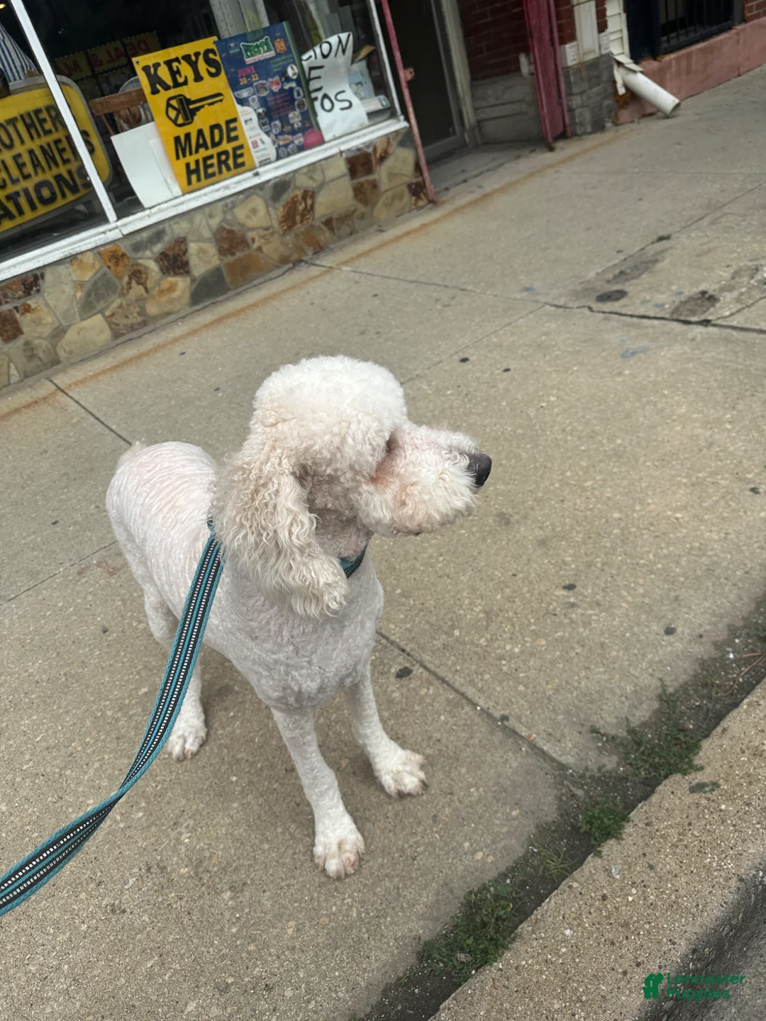 Standard Poodle dogs for sale: Standard Poodle Male  - Ad 2