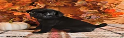 Pug dogs for sale: Darla - Ad 3