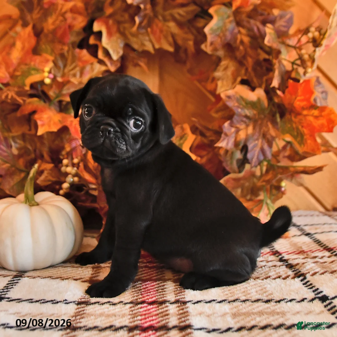 Pug dogs for sale: Darla - Ad 3