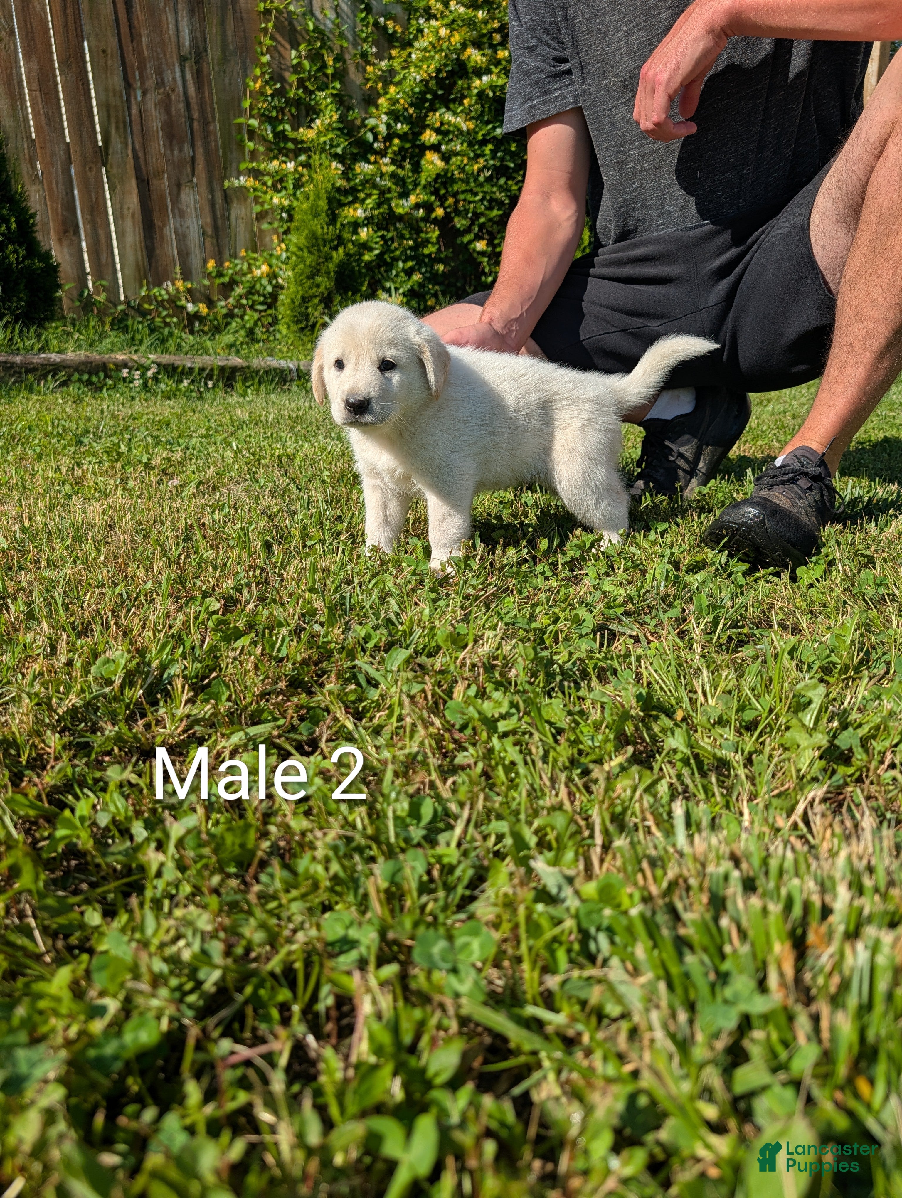 Mixed Breed dogs American Pyre 2 - Ad 1