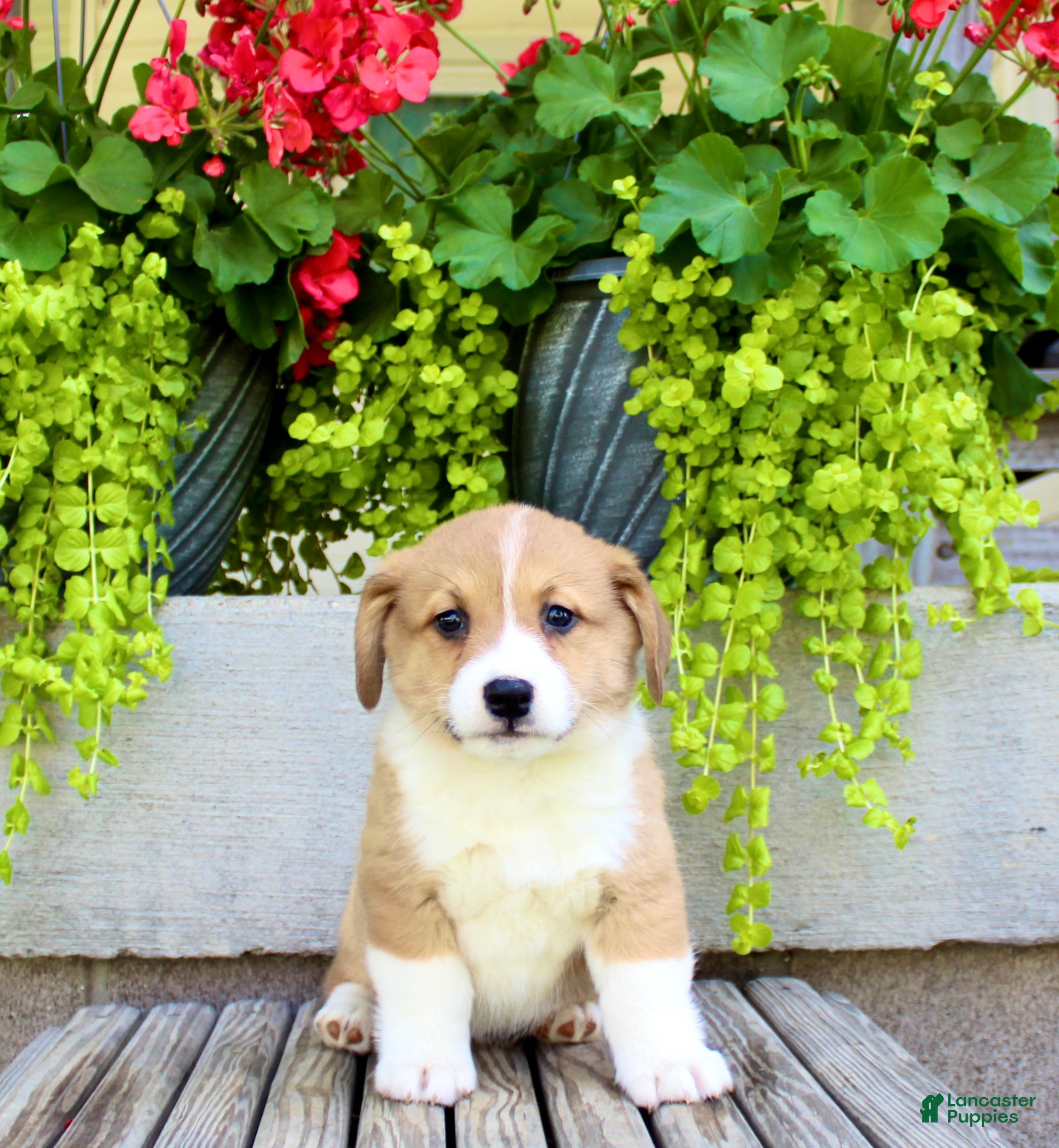 Welsh Corgi Pembroke dogs Rusty - Ad 1