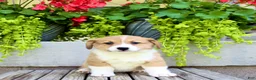 Welsh Corgi Pembroke dogs for sale: Rusty - Ad 1