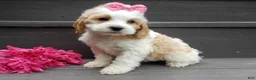 Cockapoo dogs for sale: Dolly - Ad 6