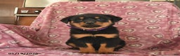 Rottweiler dogs for sale: Sunlight  - Ad 2