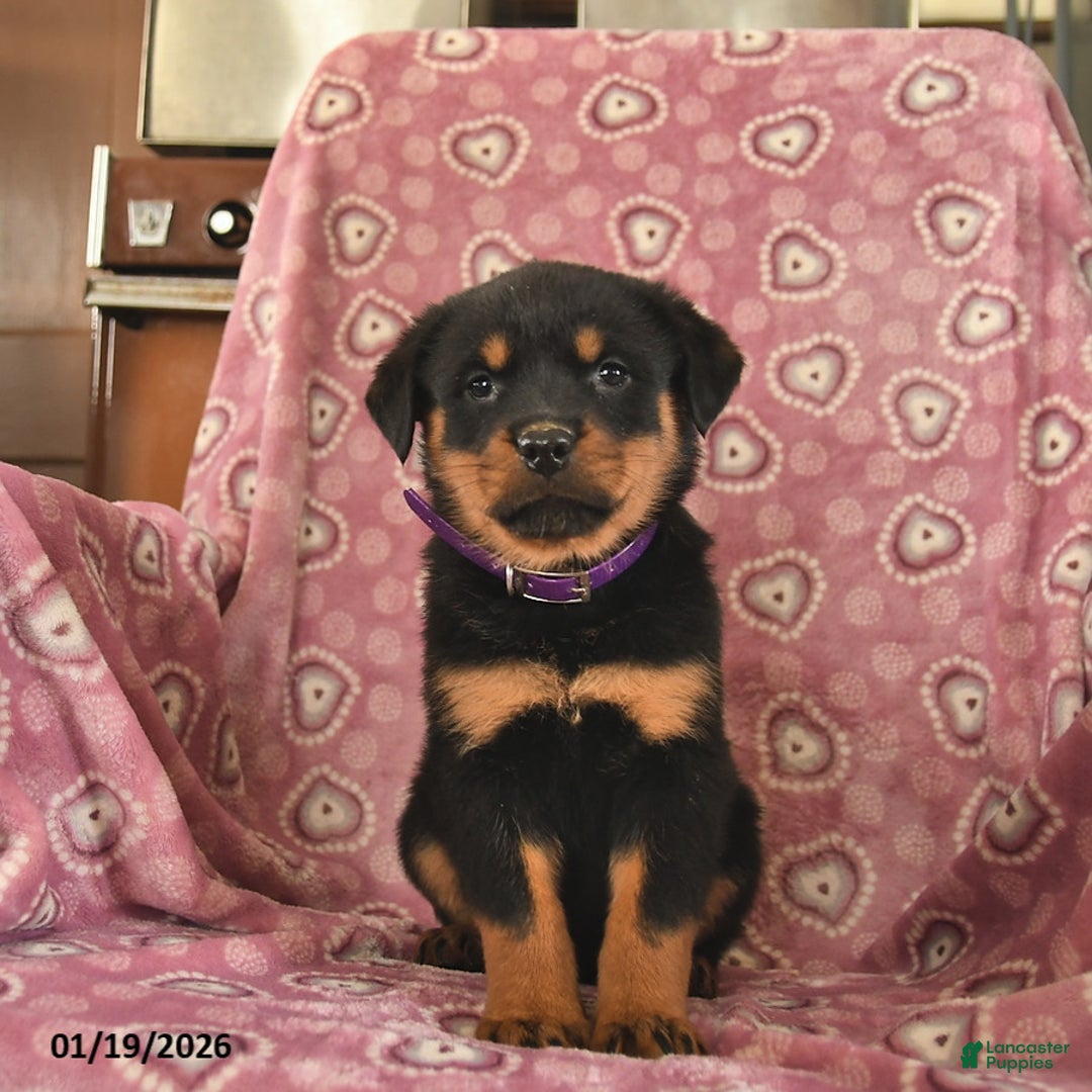 Rottweiler dogs for sale: Sunlight  - Ad 2