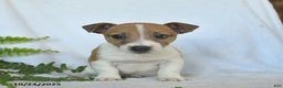 Jack Russell Terrier dogs for sale: Ramsey  - Ad 5