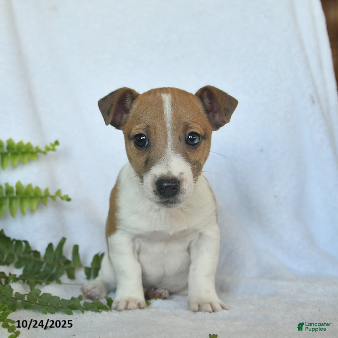 Jack Russell Terrier dogs for sale: Ramsey  - Ad 5