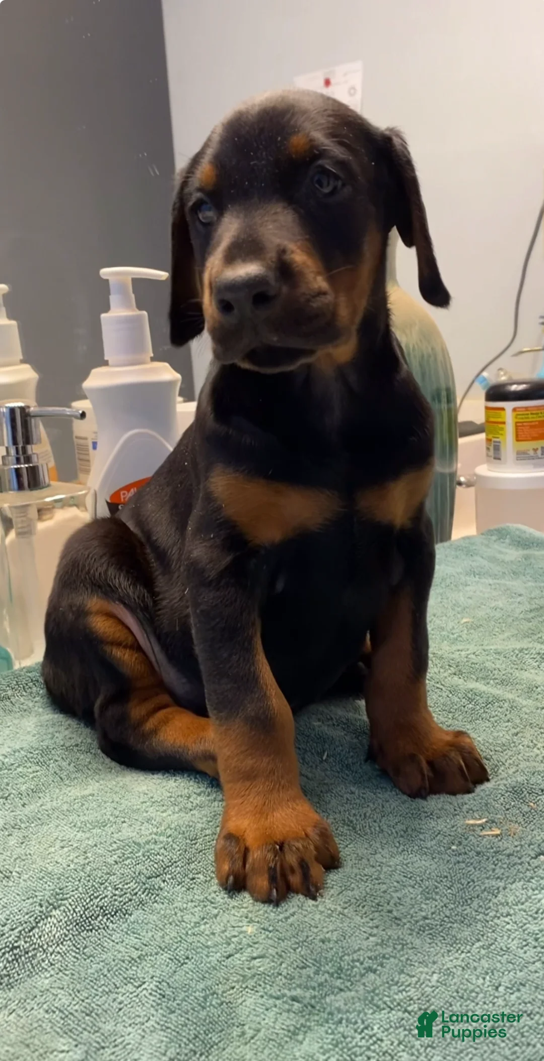 Doberman Pinscher dogs for sale: Doberman Pinscher Puppy 2 - Ad 1