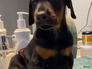 Doberman Pinscher dogs Doberman Pinscher Puppy 2 - Ad 8