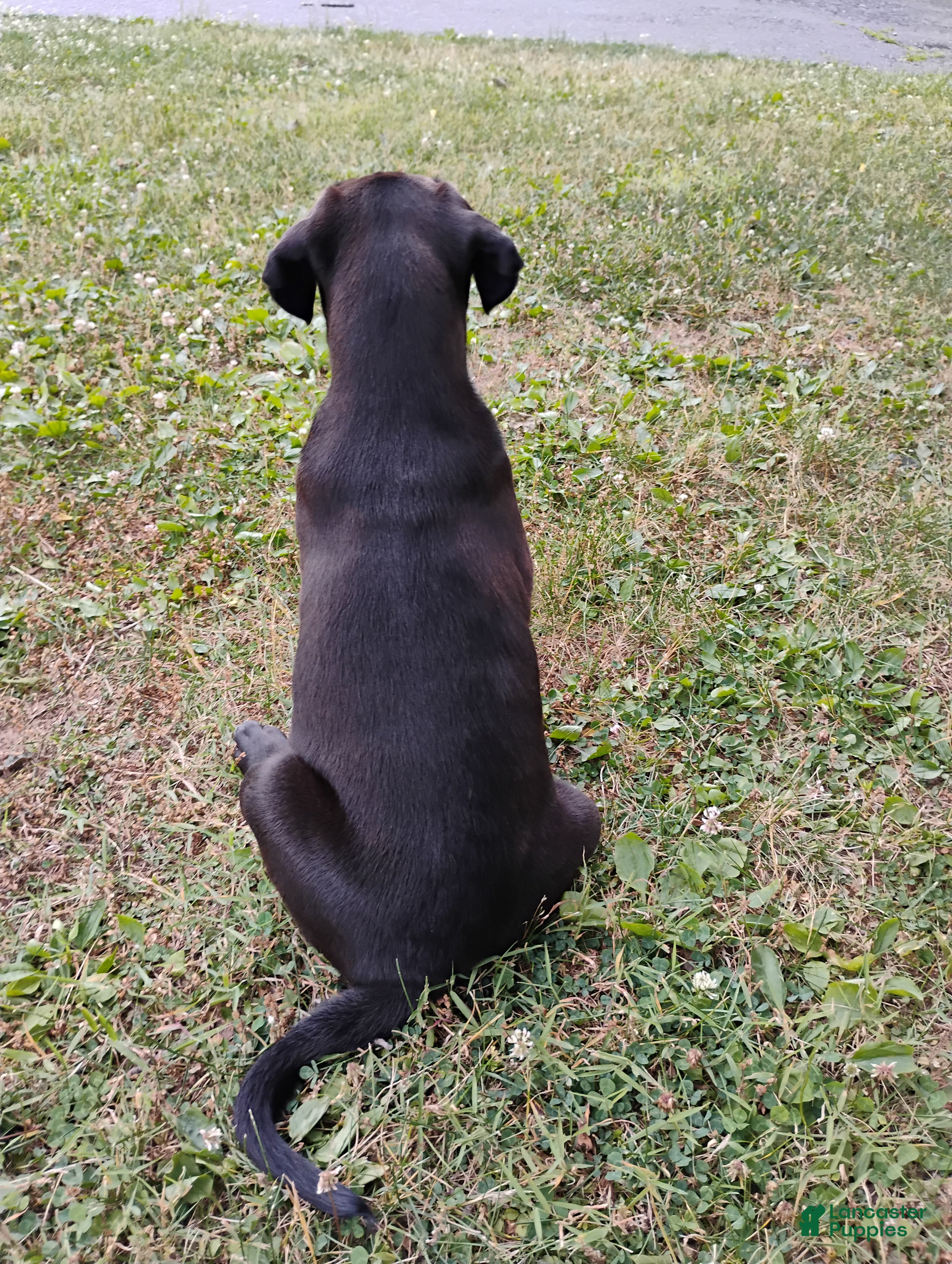 Boxador dogs Anne - Ad 2
