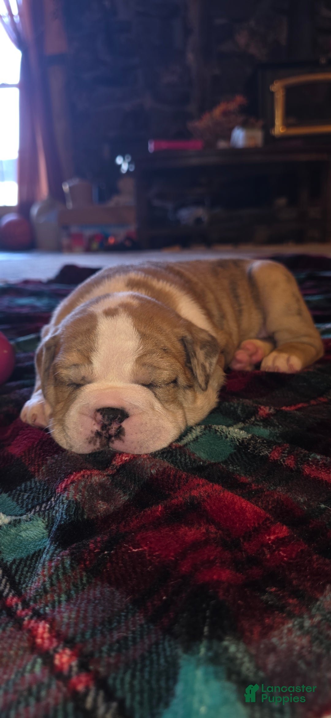 Mixed Breed dogs for sale: OLDE ENGLISH BULLDOG  - Ad 3