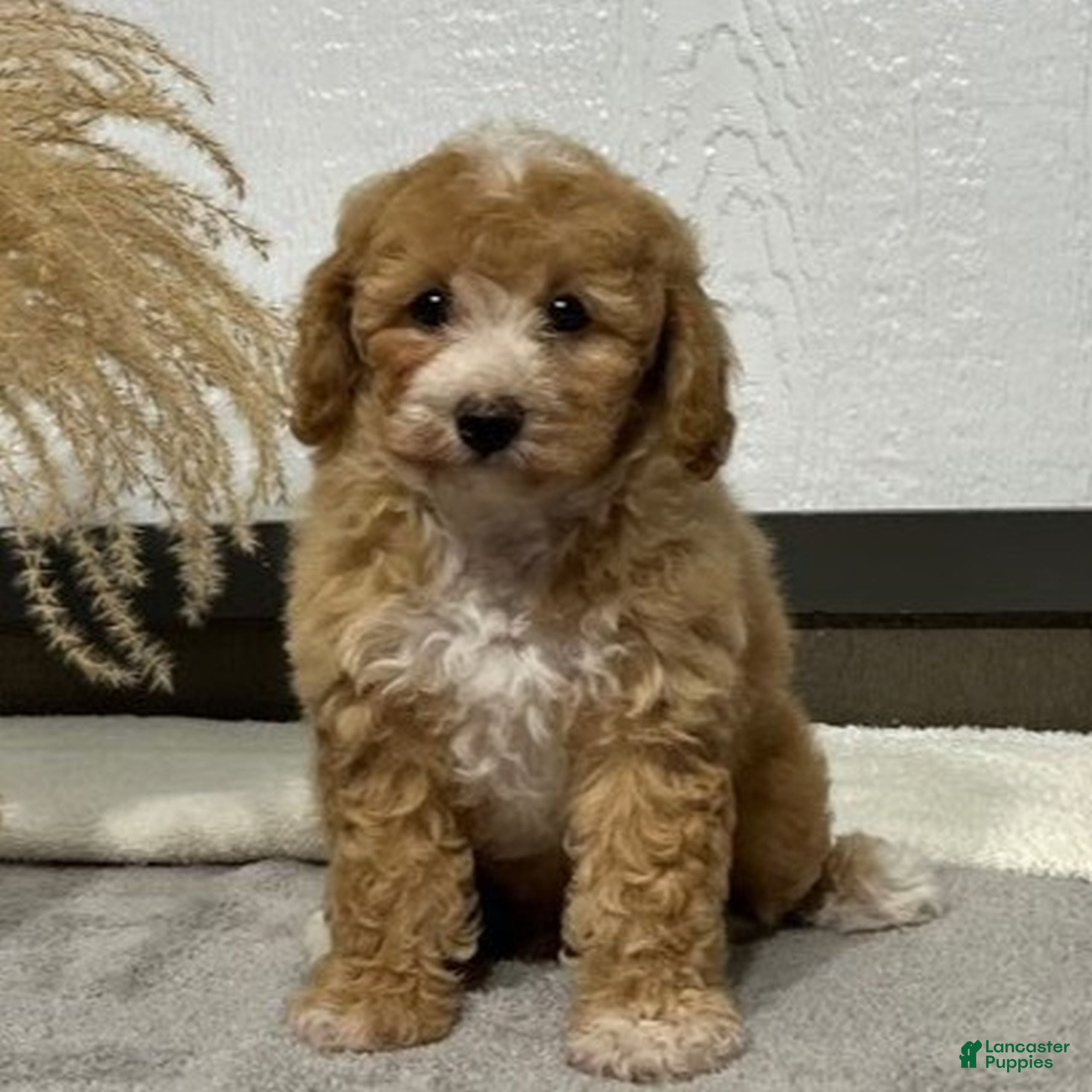 Bichpoo dogs Linsey  - Ad 2