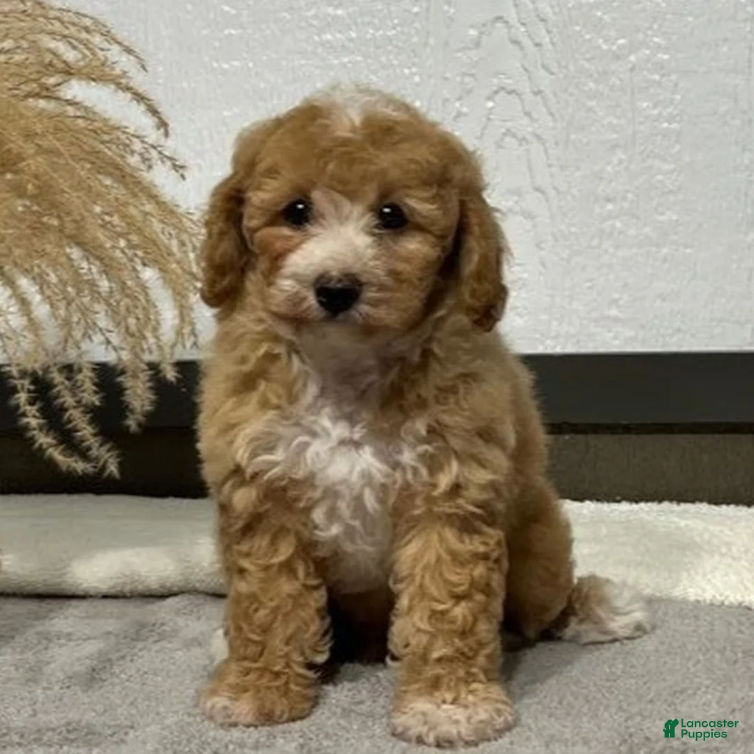 Bichpoo dogs for sale: Linsey  - Ad 2
