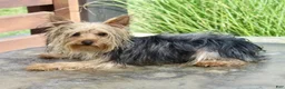 Yorkshire Terrier dogs for sale: Scotty - Ad 4