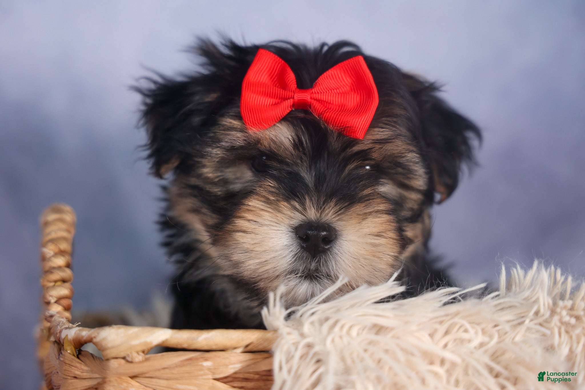 Morkie dogs Nash - Ad 2
