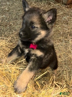 Norwegian Elkhound dogs Little Miss Pink - Ad 10